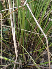 Schoenoplectus muricinux