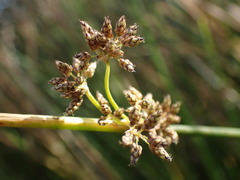 Schoenoplectus muricinux