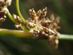 Schoenoplectus muricinux