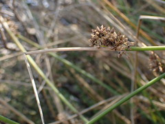 Schoenoplectus muricinux