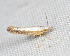 Argyresthia subreticulata