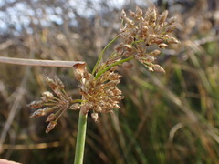 Schoenoplectus muricinux