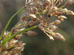 Schoenoplectus muricinux