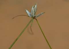 Cyperus margaritaceus