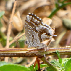 Cacyreus marshalli