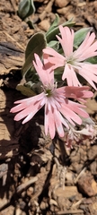Silene hookeri