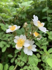 Rosa canina