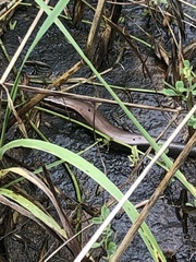Plestiodon tetragrammus brevilineatus