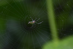 Leucauge