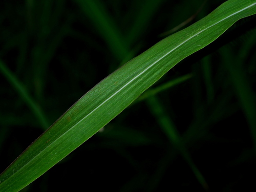 Image of Rottboellia cochinchinensis by (c) Jacy Chen, some rights reserved (CC BY)