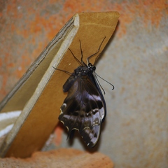 Papilio epiphorbas epiphorbas