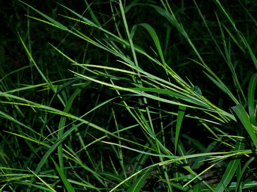 Image of Rottboellia cochinchinensis by (c) Jacy Chen, some rights reserved (CC BY)