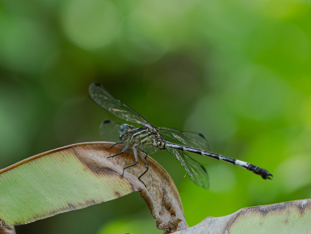 Tehuantepec Knobtail