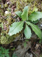 Micranthes micranthidifolia