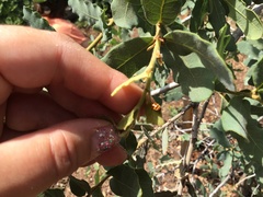 Cryptocephalus castaneus