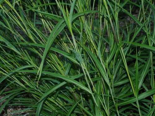 Image of Rottboellia cochinchinensis by (c) Jacy Chen, some rights reserved (CC BY)