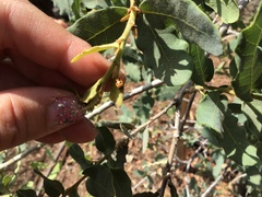 Cryptocephalus castaneus