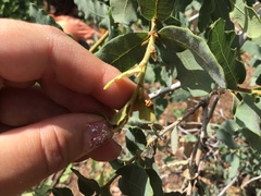 Cryptocephalus castaneus