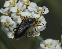 Brachysomida californica