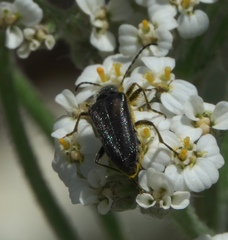 Brachysomida californica