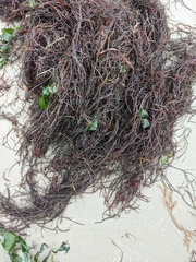 Gracilaria chilensis