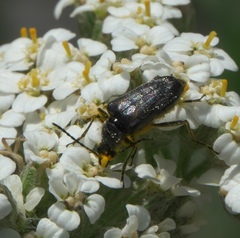Brachysomida californica