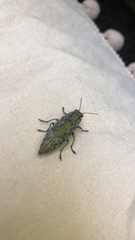 Texania campestris