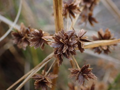 Cyperus assimilis