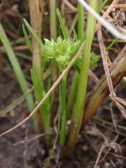Cyperus assimilis