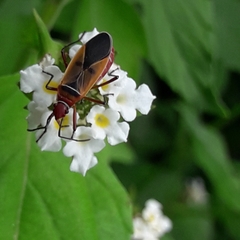 Dysdercus mimulus