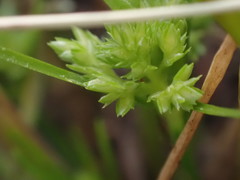 Cyperus assimilis