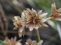 Cyperus assimilis