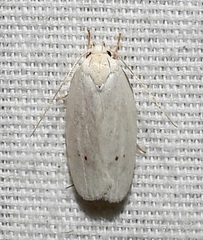 Antaeotricha albulella