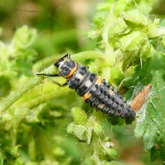 Coccinella septempunctata