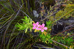 Adenandra fragrans