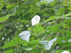Ipomoea santillanii