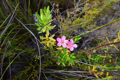 Adenandra fragrans