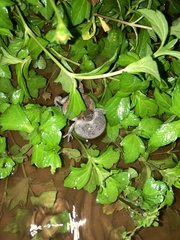 Uperodon taprobanicus