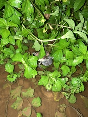 Uperodon taprobanicus