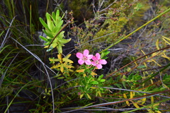 Adenandra fragrans