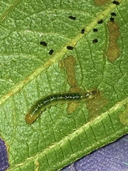 Agrotera basinotata
