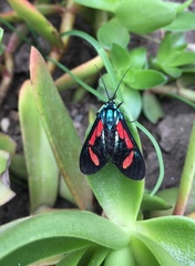 Cyanopepla pretiosa