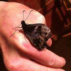 Papilio epiphorbas epiphorbas