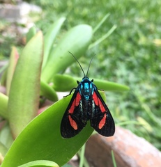 Cyanopepla pretiosa
