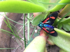 Cyanopepla pretiosa