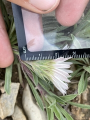 Townsendia grandiflora