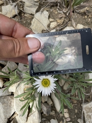 Townsendia grandiflora