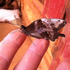 Papilio epiphorbas epiphorbas