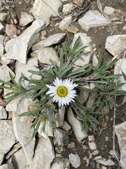 Townsendia grandiflora