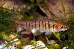 African Banded Barb photo 1